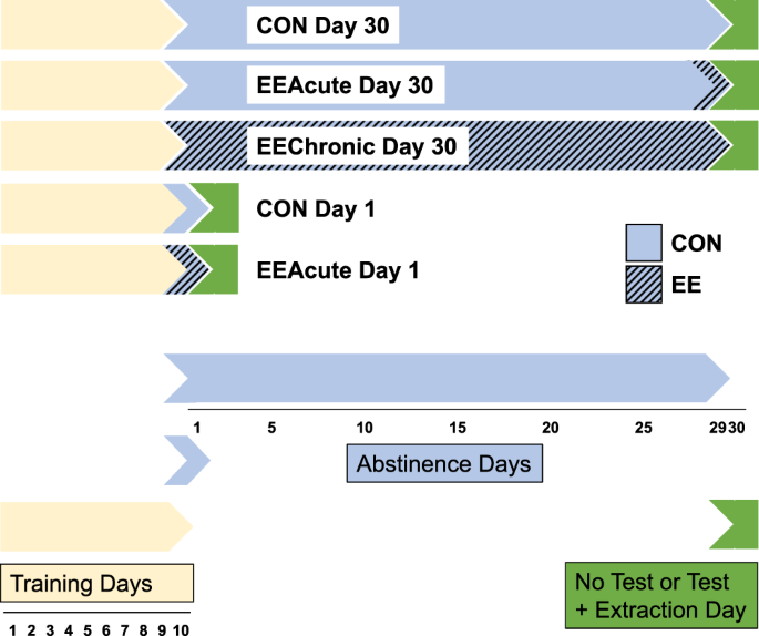 Sucrose Abstinence and Enrichment Effects on Mesocorticolimbic DARPP32 in | Scientific Reports