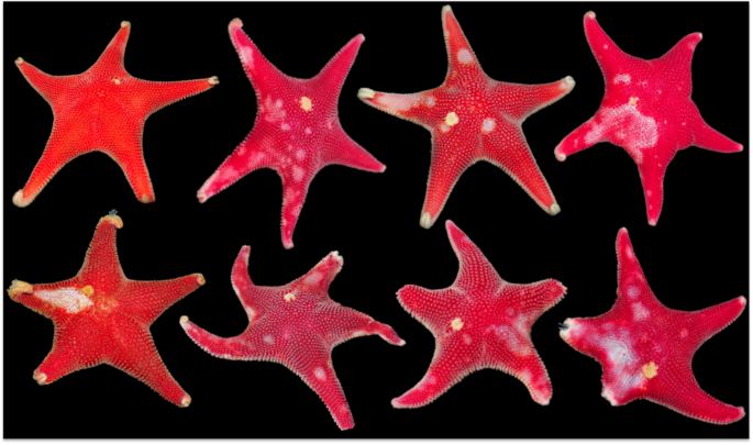 Starfish go five ways, but two ways when stressed