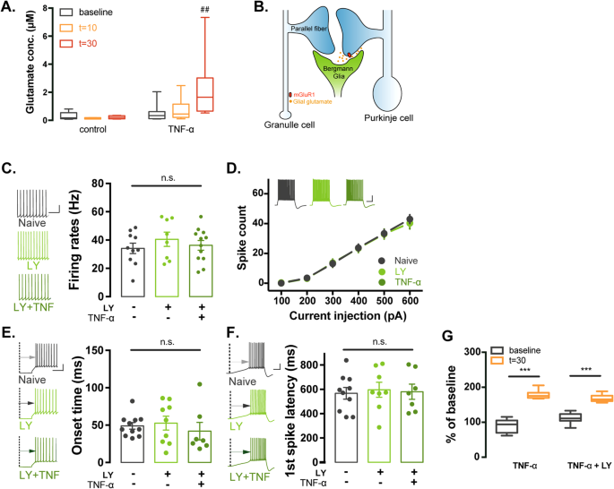 Purkinje cell dopaminergic inputs to astrocytes regulate  cerebellar-dependent behavior