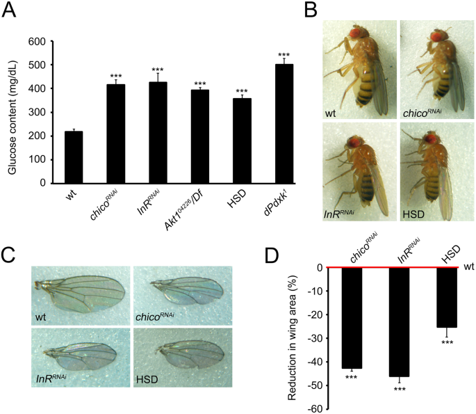 Protective Role Of Vitamin B6 Plp Against Dna Damage In Drosophila Models Of Type 2 Diabetes Scientific Reports