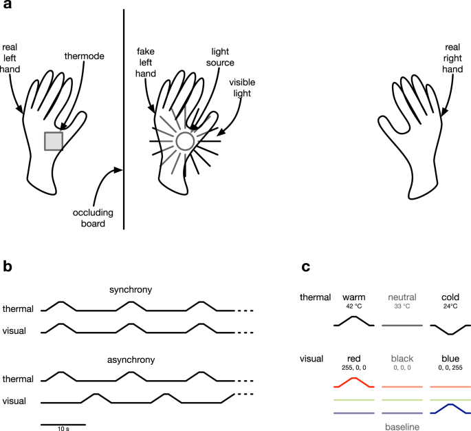 Hand cooling from illusion not linked to change in body ownership