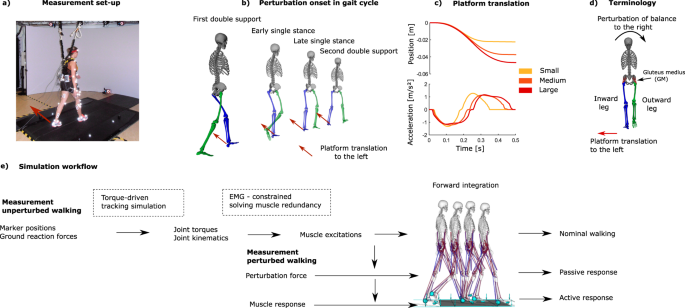 Modulation of gluteus medius activity reflects the potential of ...