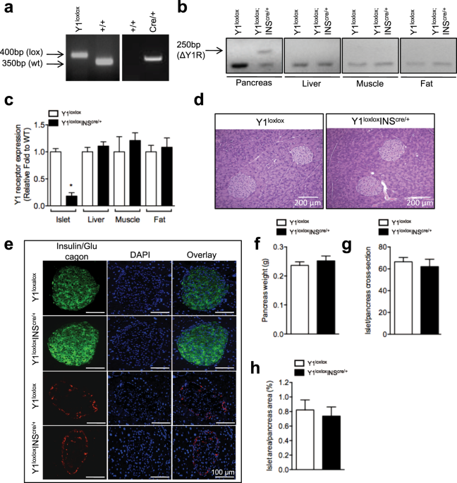 Y1 Receptor Deficiency In B Cells Leads To Increased Adiposity And Impaired Glucose Metabolism Scientific Reports