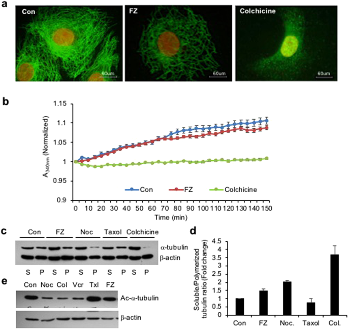 Fenbendazole acts as a moderate microtubule destabilizing agent and causes cancer cell death by modulating multiple cellular pathways - Scientific Reports