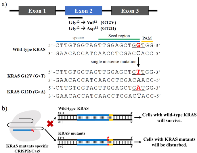 Selective Targeting Of Kras Oncogenic Alleles By Crispr Cas9 Inhibits Proliferation Of Cancer Cells Scientific Reports
