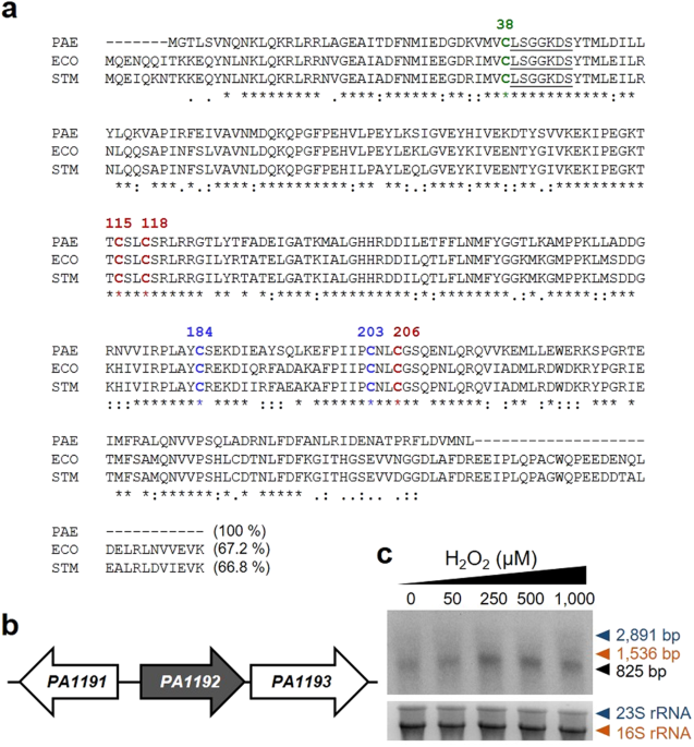 Pseudomonas Aeruginosa Ttca Encoding Trna Thiolating Protein Multiple Alignment Of P Aeruginosa Ttca And Gene Organization Around A From With Sequences Escherichia