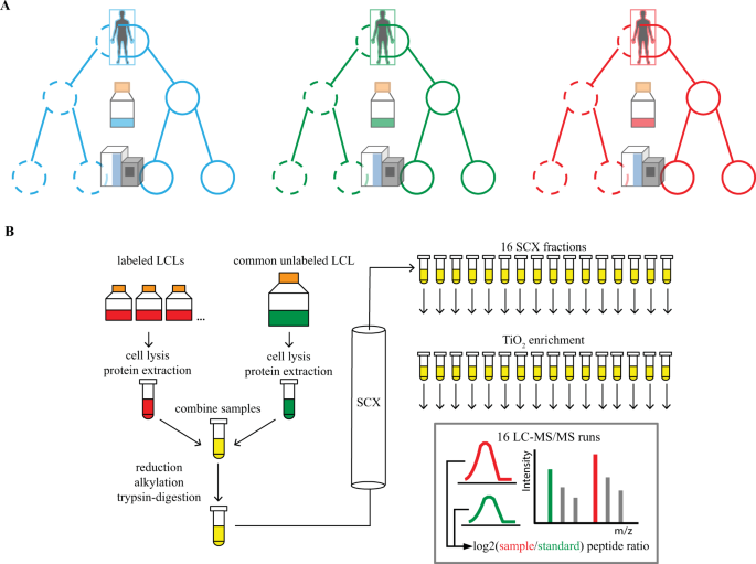 A Methodological Assessment and Characterization of Genetically-Driven  Variation in Three Human Phosphoproteomes | Scientific Reports