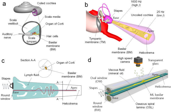 frequency theory of hearing