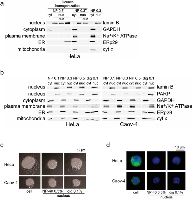 Apoptosis Regulation By Subcellular Relocation Of Caspases Scientific Reports