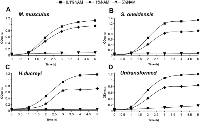 b nicotinamide mononucleotide nmn
