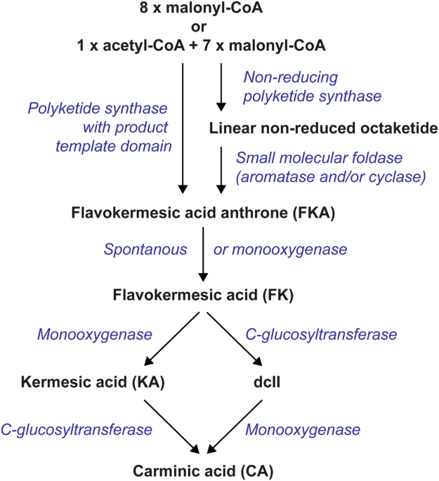 Is Carminic Acid A Natural Food Colorant Is Carminic Acid A Natural Food Colorant