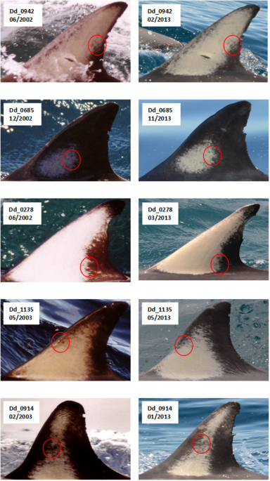 Examining the viability of dorsal fin pigmentation for individual