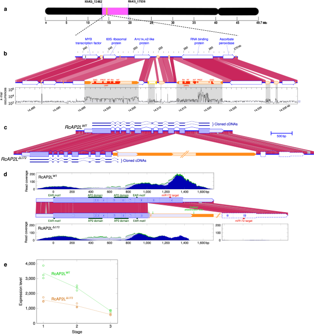 A miR172 target-deficient AP2-like gene correlates with the double flower phenotype in roses