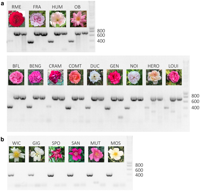 A Mir172 Target Deficient Ap2 Like Gene Correlates With The Double The Transposable Element Insertion Is Only Observed In Ysed Double Flower Roses Pcr To Detect Te Were Performed On Genomic Dna From Diffe