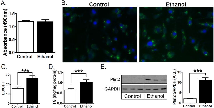 Ethanol And C2 Ceramide Activate Fatty Acid Oxidation In Human Hepatoma Cells Scientific Reports