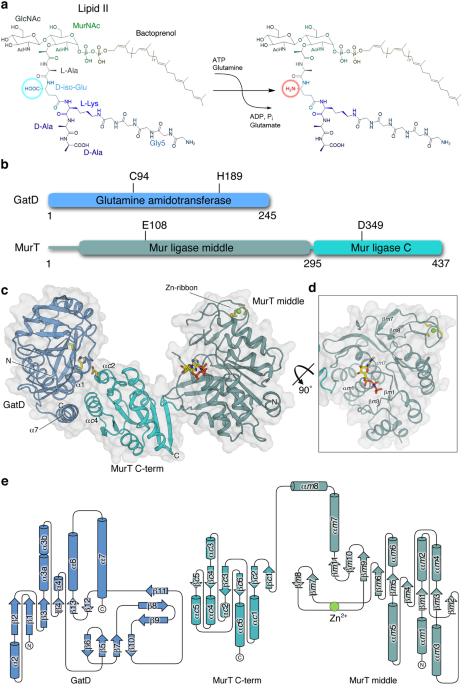 structural basis of cell wall peptidoglycan amidation by the gatd