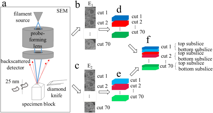 Biological serial block face scanning electron microscopy at improved  z-resolution based on Monte Carlo model | Scientific Reports