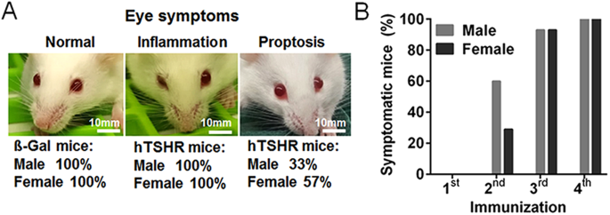 Graves’ orbitopathy occurs sex-independently in an autoimmune ...