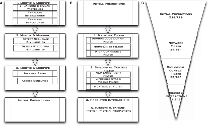 Life cycle of S. mansoni , illustrating the collection points for in