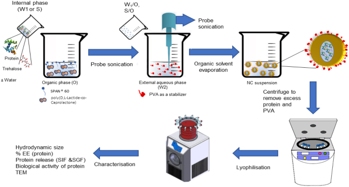 Lysozyme And Dnase I Loaded Poly D L Lactide Co Caprolactone Nanocapsules As An Oral Delivery System Scientific Reports