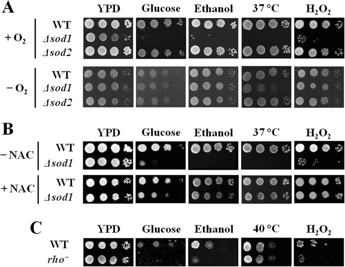 Enhancement of ethanol production in very high gravity fermentation by  reducing fermentation-induced oxidative stress in Saccharomyces cerevisiae  | Scientific Reports