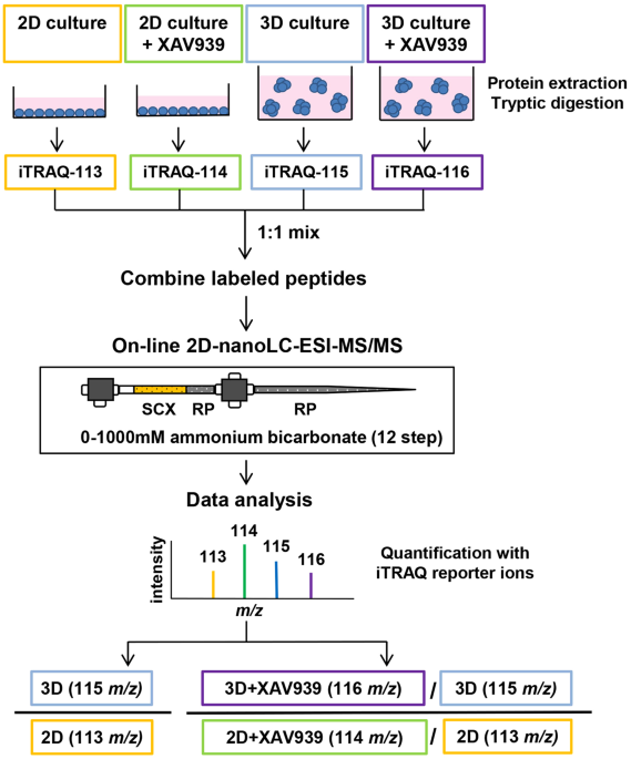 Quantitative Proteomic Analysis Of 2d And 3d Cultured Colorectal Cancer