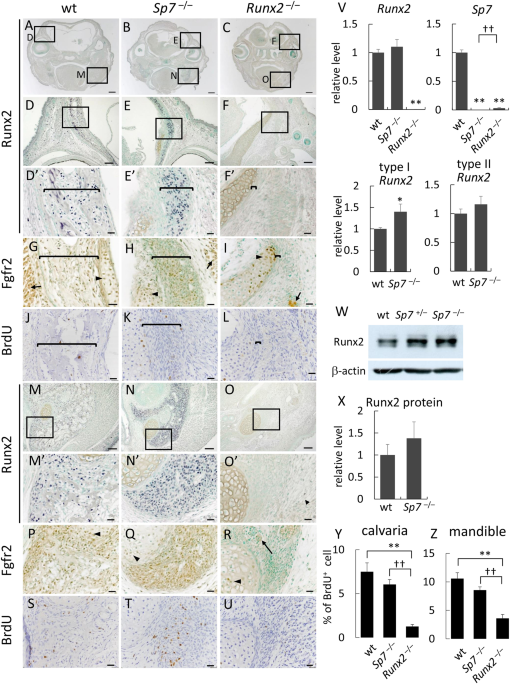Runx2 is required for the proliferation of osteoblast progenitors and ...