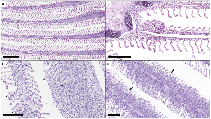 gene expression analysis of