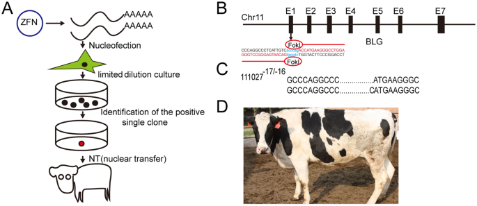 Production Of Hypoallergenic Milk From Dna Free Beta Lactoglobulin Blg Gene Knockout Cow Using Zinc Finger Nucleases Mrna Scientific Reports