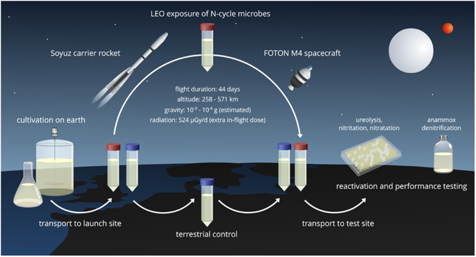 Nitrogen Cycle Microorganisms Can Be Reactivated After Space Exposure Scientific Reports Nitrogen Cycle Microorganisms Can Be Reactivated After Space Exposure Scientific Reports