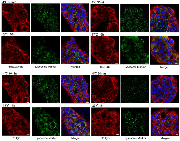 Noninvasive assessment of characteristics of novel anti-HER2