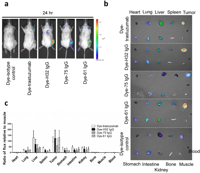 Noninvasive assessment of characteristics of novel anti-HER2