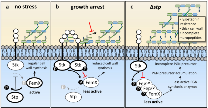 Staphylococcus aureus cell growth and division are regulated by an amidase  that trims peptides from uncrosslinked peptidoglycan