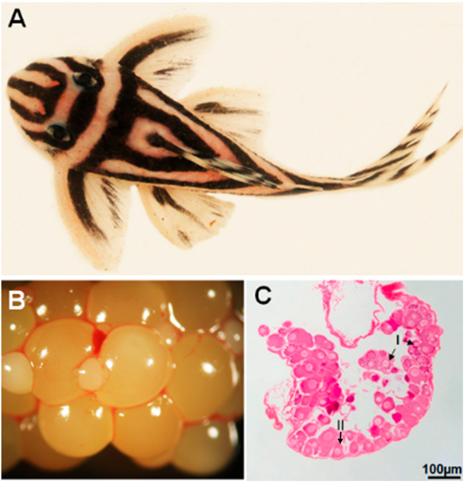 Oocyte Growth Follicular Complex Formation And Extracellular Matrix Remodeling In Ovarian Maturation Of The Imperial Zebra Pleco Fish Hypancistrus Zebra Scientific Reports