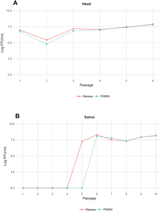 Experimental adaptation of the yellow fever virus to the mosquito aedes albopictus and potential risk of urban epidemics in brazil, south america