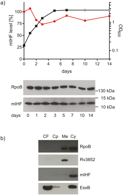 Essential Nucleoid Associated Protein Mihf Rv13 Controls Virulence And Housekeeping Genes In Mycobacterium Tuberculosis Scientific Reports