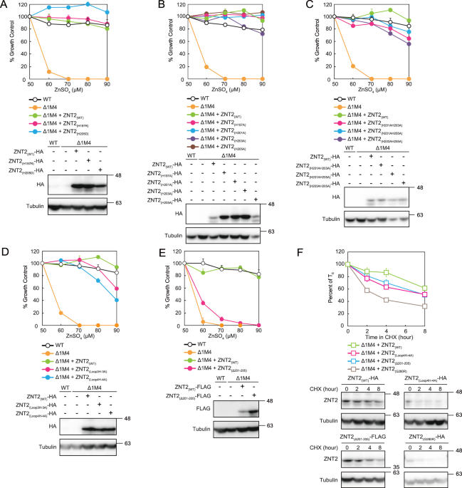Evaluation of the roles of the cytosolic N-terminus and His-rich loop ...