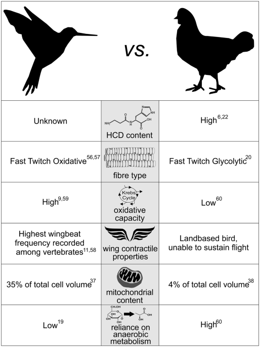Pheasant vs Chicken: The Key Differences - A-Z Animals