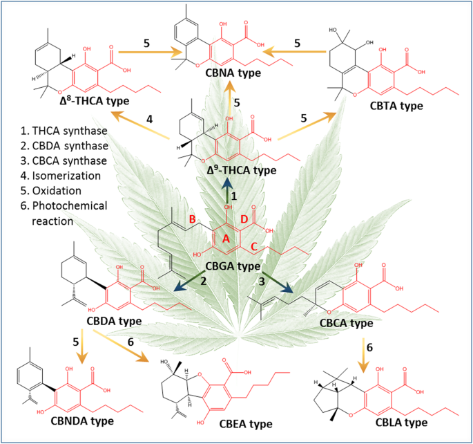 A new ESI-LC/MS approach for comprehensive metabolic profiling of  phytocannabinoids in Cannabis | Scientific Reports