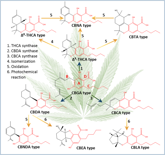 Mass intoxication in New York City was caused by powerful synthetic weed, Science