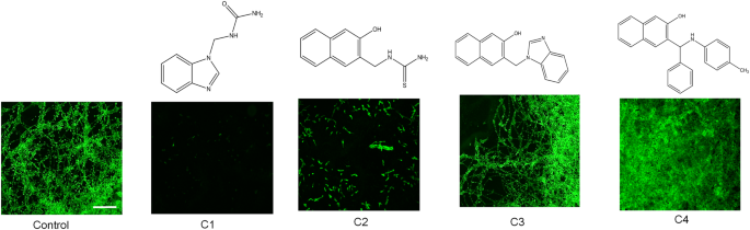 mannich base limits candida albicans virulence by inactivating ras