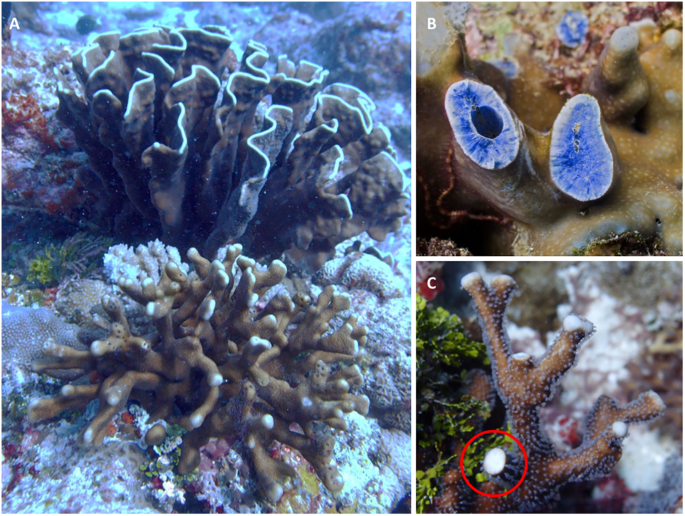 Integrated evidence reveals a new species in the ancient blue