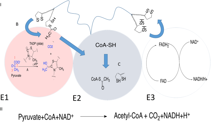 How phosphorylation influences E1 subunit pyruvate dehydrogenase: A  computational study | Scientific Reports