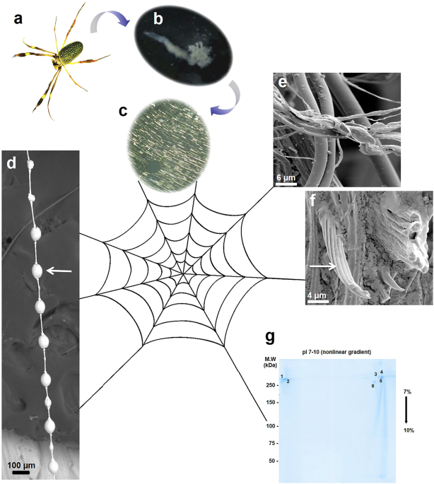 Spider silk proteome provides insight into the structural characterization  of Nephila clavipes flagelliform spidroin | Scientific Reports