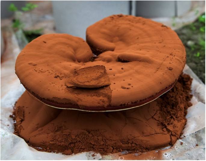 Synthesis and Evaluation of Herbal Chitosan from Ganoderma Lucidum ...