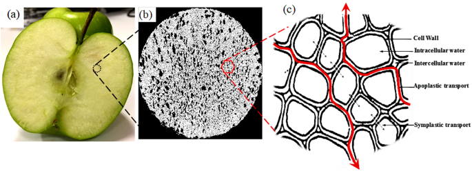 Fundamental Understanding of Cellular Water Transport Process ...