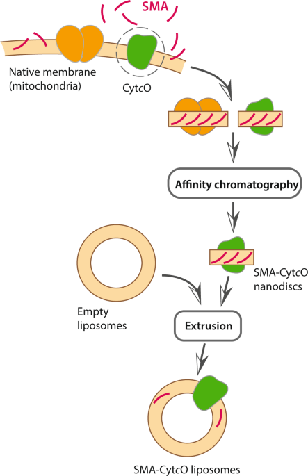 lipo c reconstitution Extraction and liposome reconstitution of membrane proteins with their  native lipids without the use of detergents