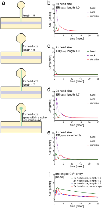 calcium entry in neurons dendrite