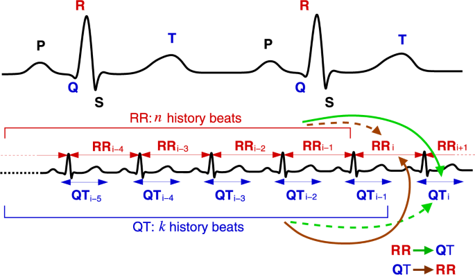 Information transfer in QT-RR dynamics: Application to QT-correction |  Scientific Reports