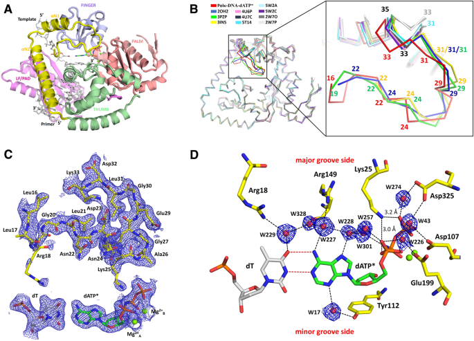 2.0 Å resolution crystal structure of human polκ reveals a new catalytic  function of N-clasp in DNA replication | Scientific Reports